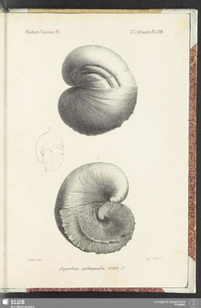 Pl. 598