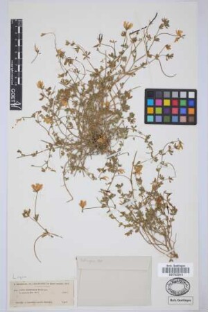 Lotus dumetorum R.P.Murray