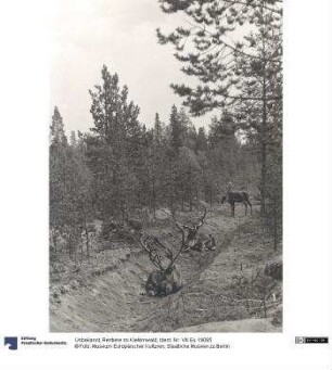 Rentiere im Kiefernwald
