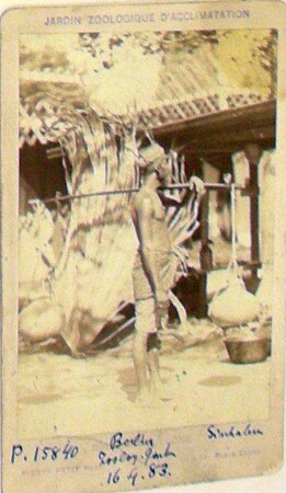 Singhalese