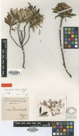 Liabum lechleri Sch.Bip. [isotype]