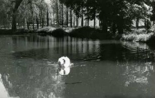Triebischtal-Semmelsberg. Teich bei der Preiskermühle