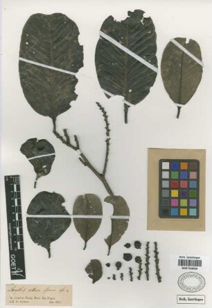 Lecythis retusa Spruce ex O.Berg
