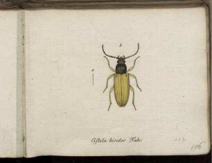Cistela bicolor Fabr. [bis] Mordella Neuwaldeggiana Creutzer