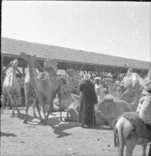 Kamelmarkt in Kairo, Ägypten