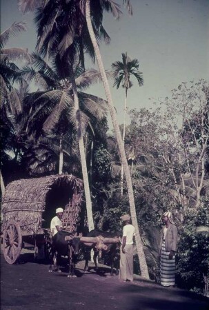 Reisefotos. Drei Männer mit einem Karren (vielleicht in der Karibik)
