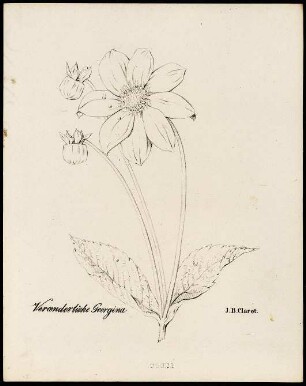 Veränderliche Georgina (Georgie) : Veränderliche Georgina (Georgia variabilis D.). Lithhografie. Blatt 24 aus: Clarot, Johann Baptist: [Abbildungen von Pflanzen]. [S.l.]: , [circa 1830]. Dresden: SLUB Botan.465