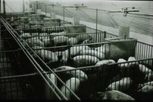 Fotografie: Stallsystem, Mastschwein, Vollspaltenboden, Fütterungstechnik
