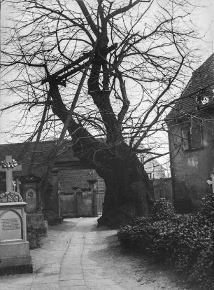 Kaditzer Linde : Dresden-Kaditz. Kaditzer Linde auf dem Friedhof