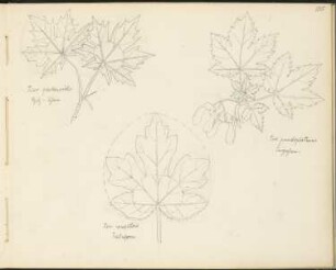 Skizzenbuch 4: Ornament- und Architekturstudien, Acer platanoides Spitz-Ahorn, Acer pseudoplatanus Bergahorn, Acer campestris Feldahorn