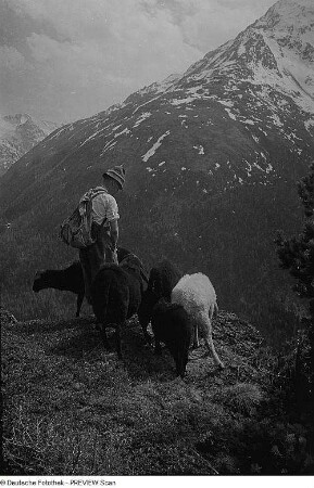 Schafherde und Schäfer im Ötztal