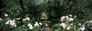 Garten der Villa Cetinale — Garten