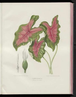 Caladium bicolor,