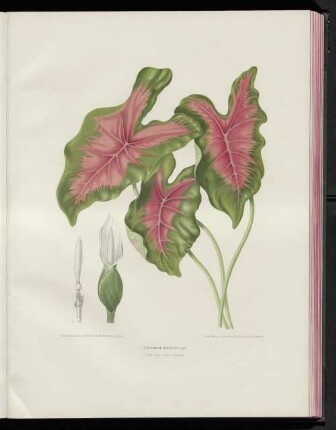 Caladium bicolor,