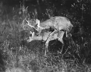 Rehe bei der Paarung