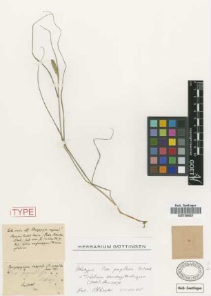 Poa papillosa Schrad. [holotype]
