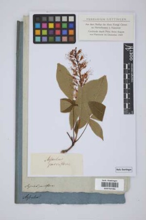 Aesculus parviflora Walt.