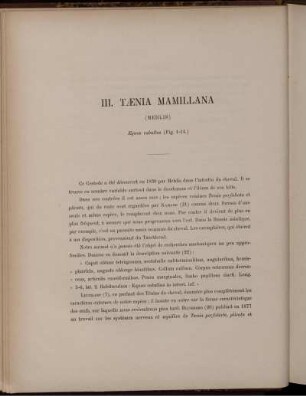 III. Tænia Mamillana