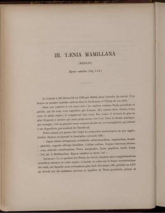 III. Tænia Mamillana
