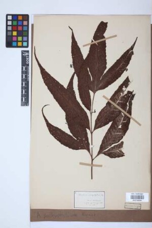 Aspidium pachyphyllum Kunze