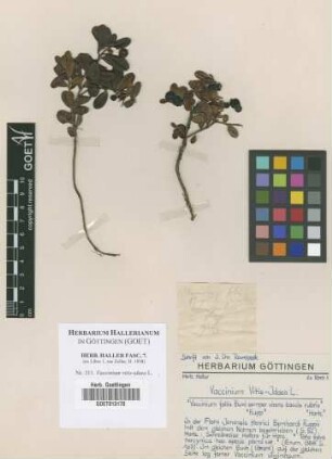 Vaccinium vitis-idaea L.