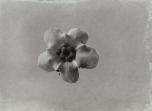 Blütenstand der Pflanze Vergißmeinnicht (Myosotis)