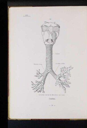 Trachea.
