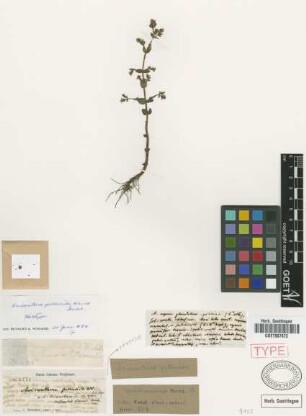 Acisanthera pellucida Wright ex Griseb.