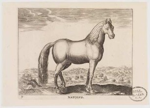 Pferd Natolus