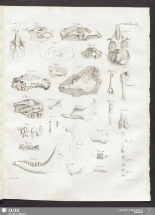 Pl. XIV. pag. 288