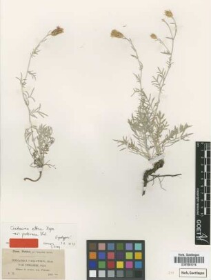 Centaurea parlatorei Heldr. var. Heldr. boissieri