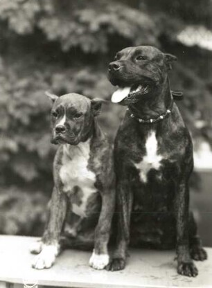 Boxerhündin mit Jungtier (Canis familiaris)