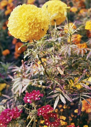 Studentenblume, Schlossgarten Weesenstein : Studentenblume (Tagetes), davor Primel. Standort Schlossgarten Weesenstein