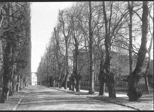 Potsdam, Allee mit Blick auf das Grüne Gitter.