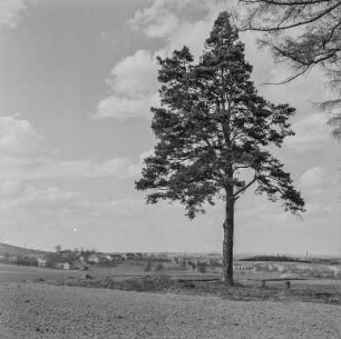 Aussicht vom Mönchswalder Berg : Blick vom Mönchswalder Berg ins Lausitzer Bergland