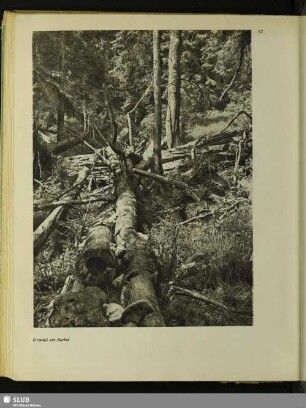 62 Urwald am Rachel