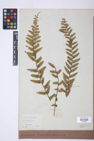 Asplenium alatum Humb. & Bonpl. ex Willd.