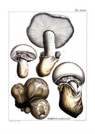 Tav. XXXIV. Agaricus ovoideus Bull.