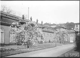 Berlin, Schloss Monbijou, Aussen, mit blühenden Magnolien.