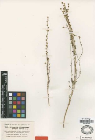 Artemisia persica Boiss. [isotype]