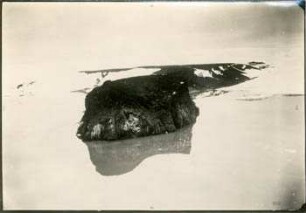 Rubini Rock, Franz Joseph-Land, Hooker-Insel : Vgl. Karte in Peterm. Mitt. 1930, S. 137