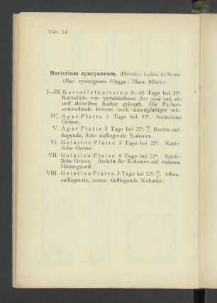 Tab. 24 Bacterium syncyaneum