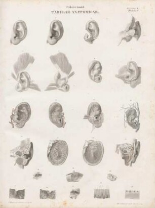 Tabula Quinta: Auriculae sinistrae viri adulti forma