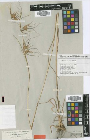 Anthistiria punctata Hochst. ex A.Rich. [syntype]