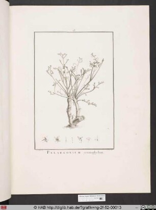 PELARGONIUM ceratophyllum [Storchenschnabelgewächs].