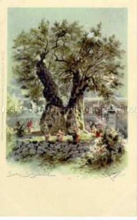 Ansicht des Garten Gethsemane