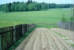 Kartoffeldämme in einem Nutzgarten