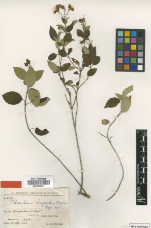 Tibouchina oligantha Gleason [isotype]