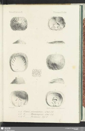 Pl. 524