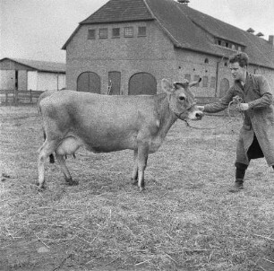 Institut für Tierzuchtforschung Dummerstorf. Jersey-Zuchtkuh